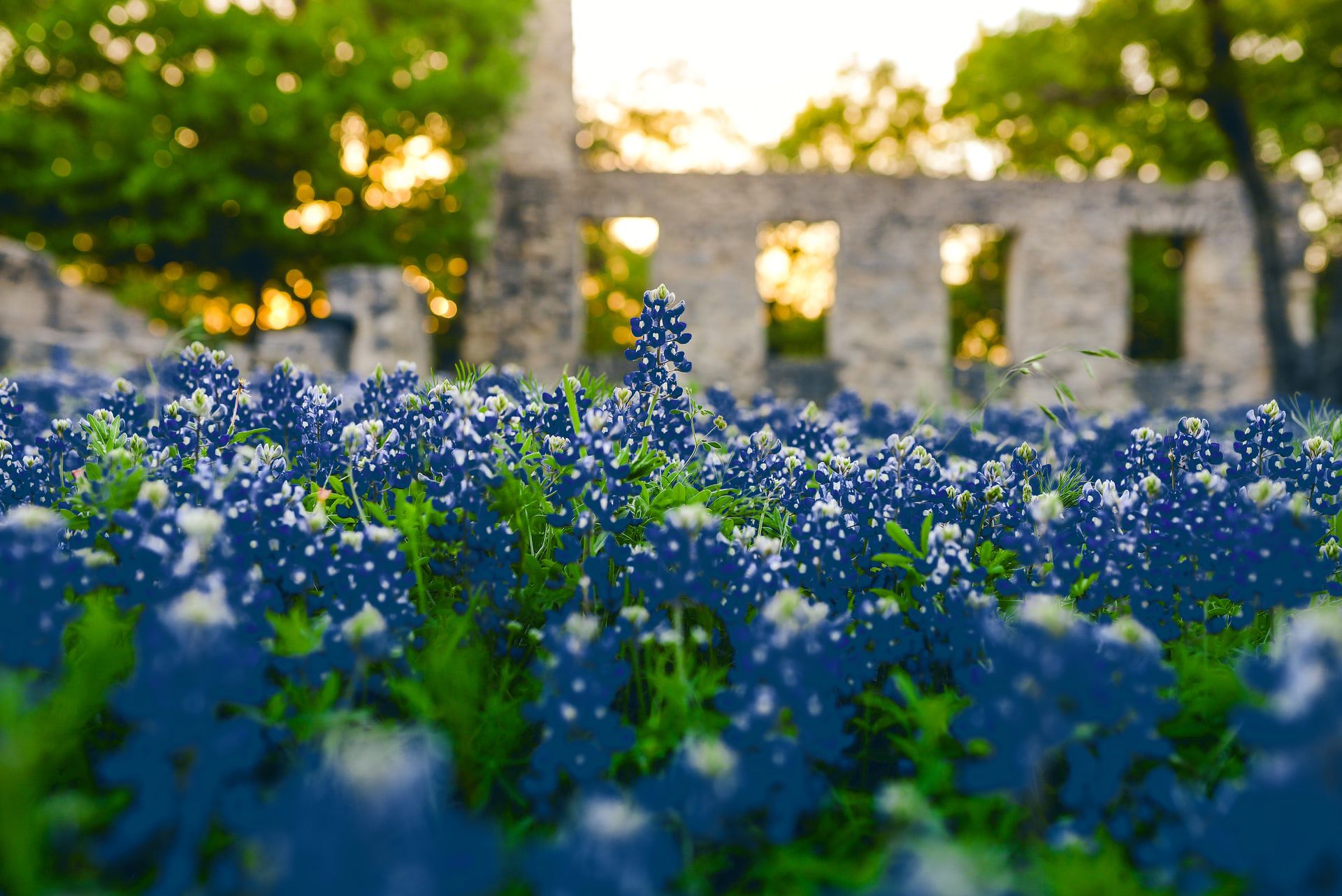 Photo of Texas bluebonnets